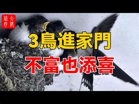 八哥築巢風水|家中有鳥類築巢代表「風水好」？命理師曝實際案例：。